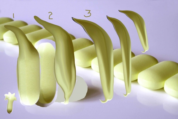 Creation of Lilies in Crystal : Step 3